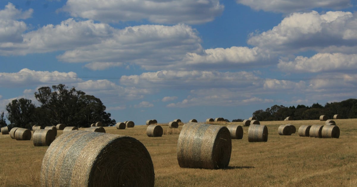 Round hay bales scattered across a harvested field under a sky of white clouds