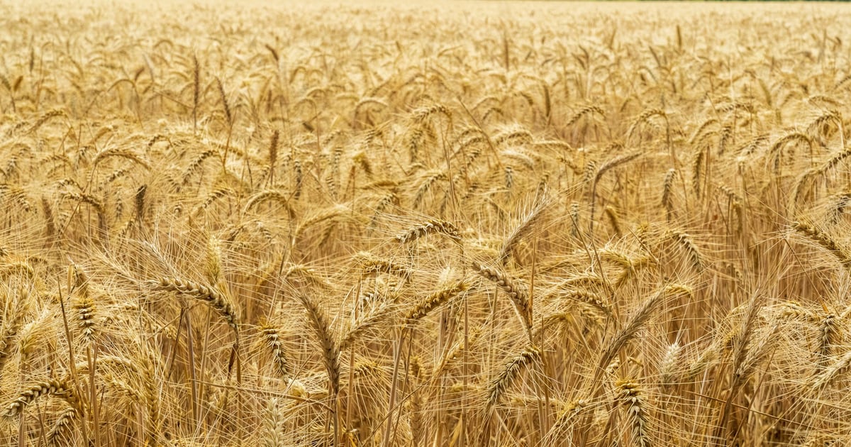 A dense field of ripe golden wheat filling the whole frame